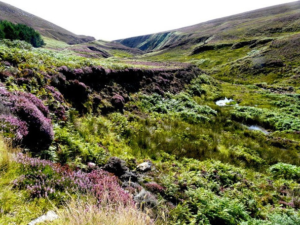 Photo 6"x4" Looking down Kintradwell Burn Achrimsdale c2008