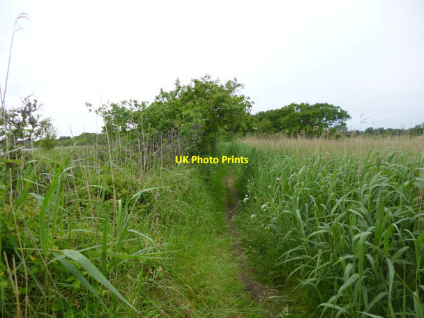 Photo 6"x4" Swineham, footpath Wareham c2013