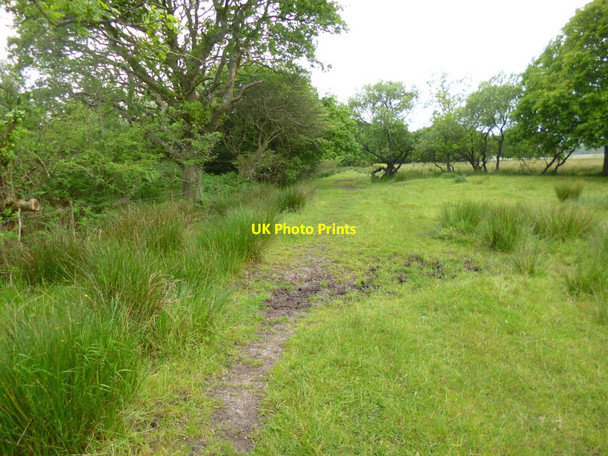 Photo 6"x4" Bestwall, footpath Wareham c2013