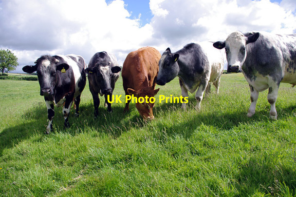 Photo 6"x4" Cattle near Yealand Conyers Yealand Conyers c2013