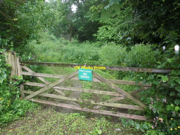 Photo 6"x4" Private woods, no entry Gotton c2013