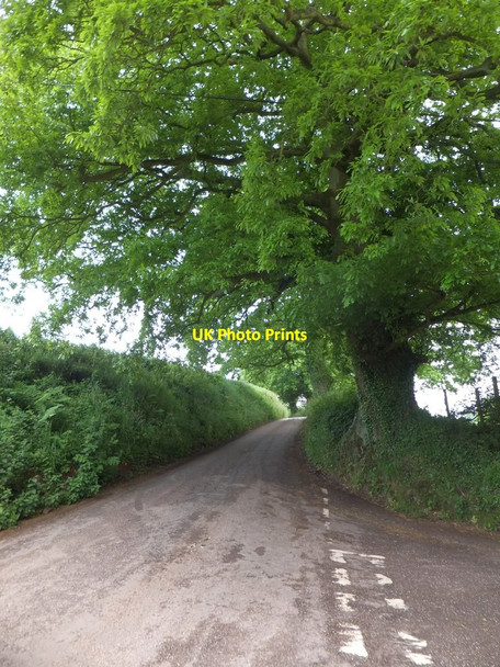 Photo 6"x4" Road junction at Cadbury Cadbury\/SS9104 c2013