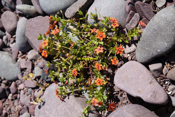 Photo 6"x4" Scarlet pimpernel in the pebbles Porlock Weir c2013