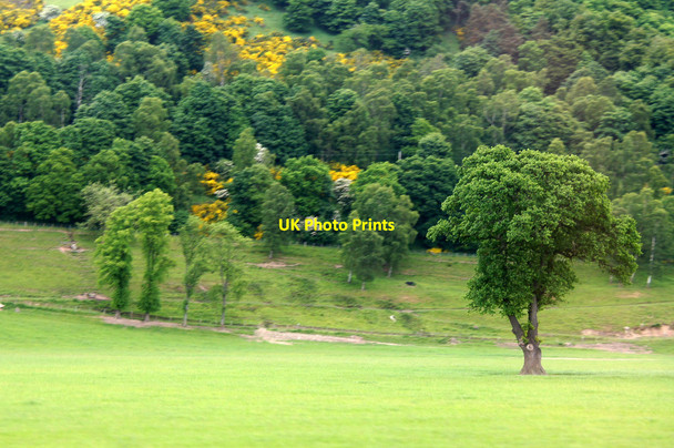 Photo 6"x4" Tree in a field, Kinfauns Kinfauns c2013