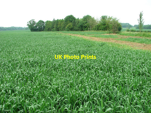 Photo 6"x4" Wheat crop by Parham airfield Great Glemham c2013