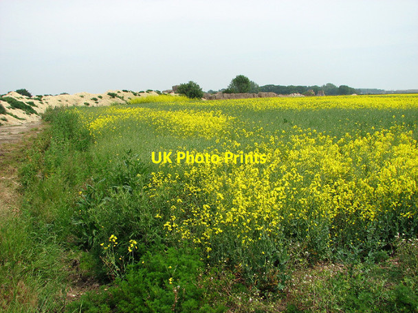 Photo 6"x4" Oilseed rape crop on Parham airfield Great Glemham c2013