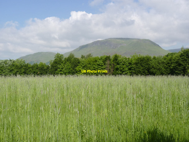 Photo 6"x4" Hayfield near Diverswell Farm Alva c2013