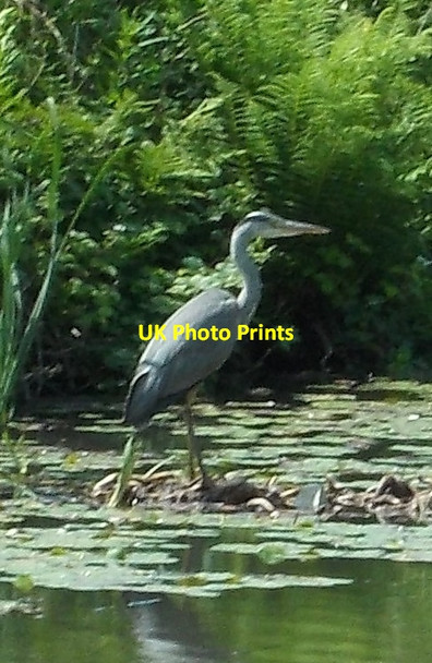 Photo 6"x4" Heron on Leeds and Liverpool Canal Aintree c2013