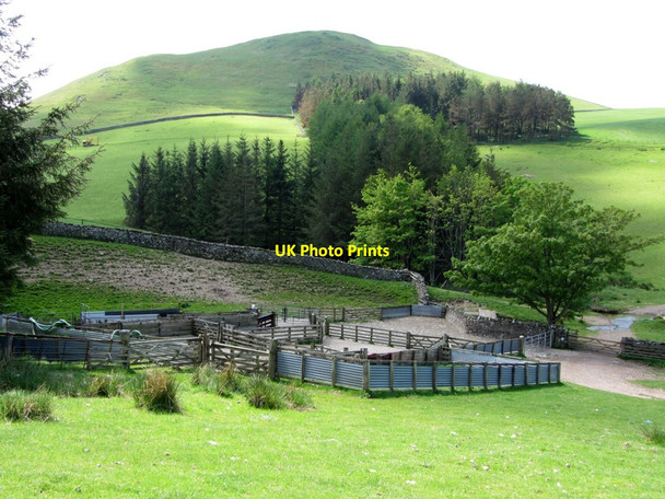 Photo 6"x4" Sheep pens near Buchtrig Chatto c2013