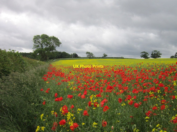 Photo 6"x4" Poppies and Rape off Crayke Lane Crayke c2013 P1