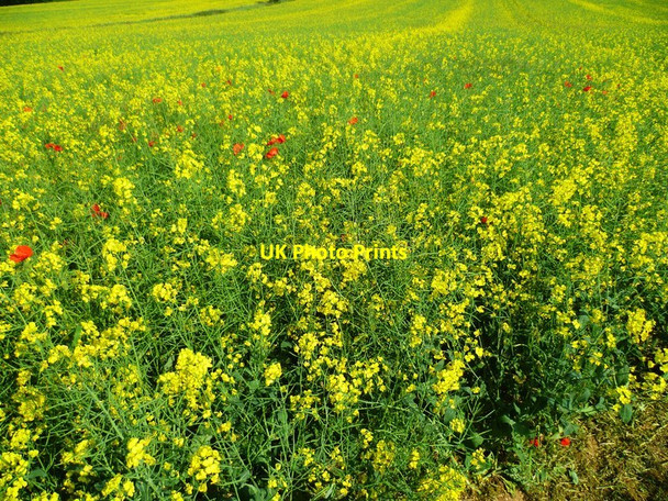 Photo 6"x4" Colourful field north of Common Farm Beedon Hill c2013