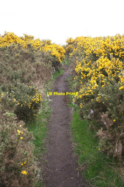 Photo 6"x4" Gorse-lined footpath on Grune Point Skinburness c2013