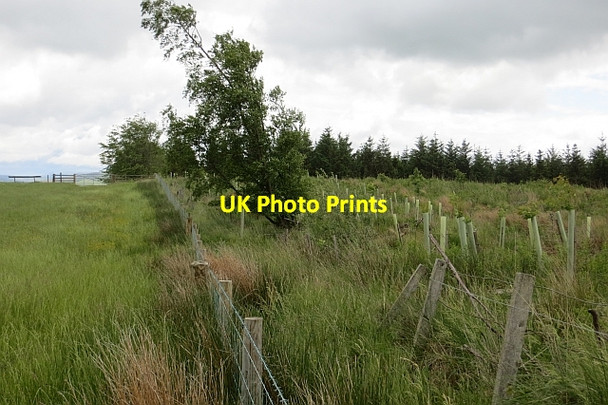 Photo 6"x4" Woodland edge Newlands\/NT5321 c2013