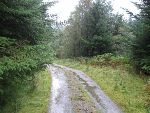 Photo 6"x4" Forestry track above Eas Urchaidh on River Orchy looking NW Caledonian Forest Reserve c2008