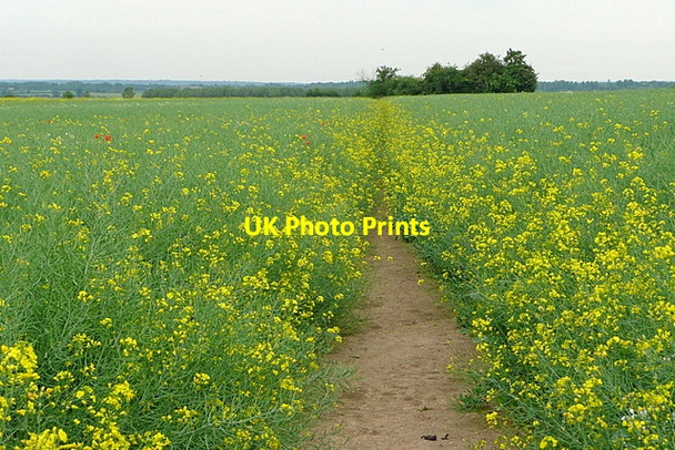 Photo 6"x4" Footpath from Shiplake Row Shiplake Row c2013