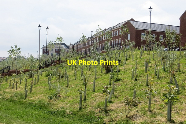 Photo 6"x4" Young trees, South Shields South Shields c2013