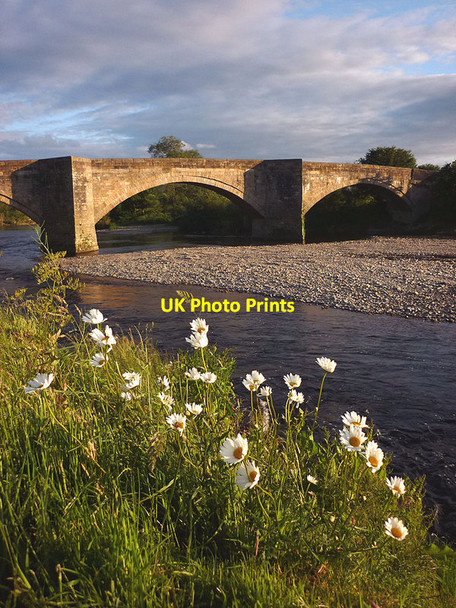 Photo 6"x4" Ox eye daisies at Loyn Bridge Gressingham c2013