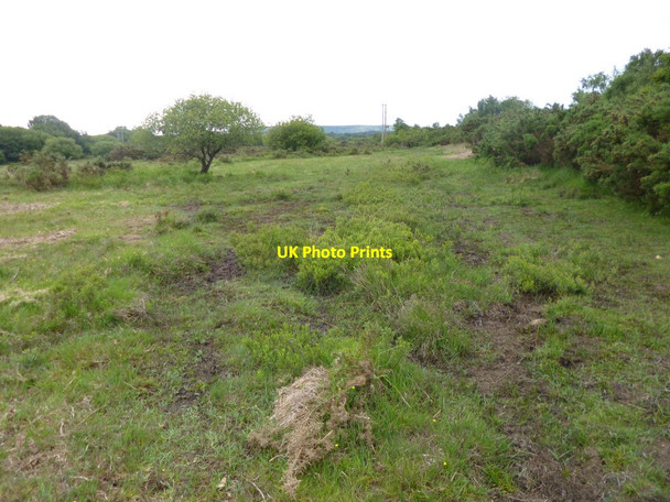 Photo 6"x4" Stoborough Heath, wetland Wareham c2013