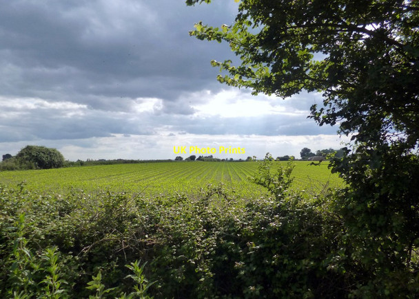 Photo 6"x4" Stormy Corn Field Great Holcombe c2013