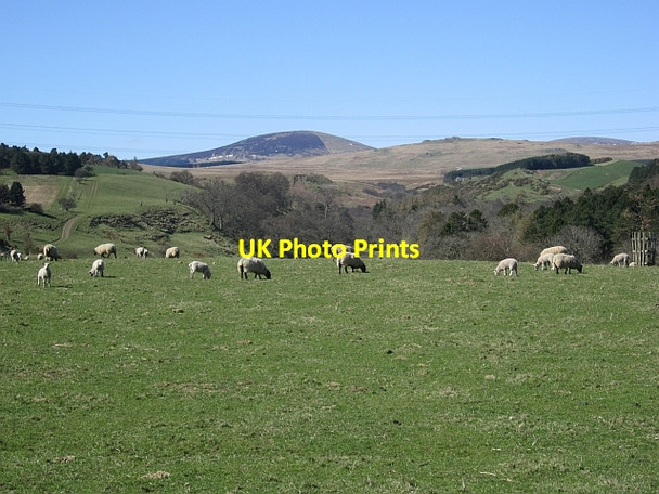 Photo 6"x4" Sheep pasture Ilderton c2013
