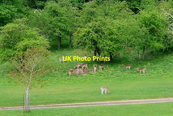 Photo 6"x4" Deer in Stonor Park Southend\/SU7589 c2013