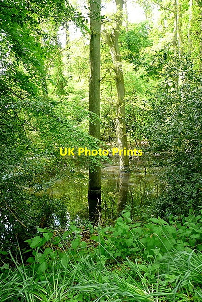 Photo 6"x4" Pond at Southend Southend\/SU7589 c2013