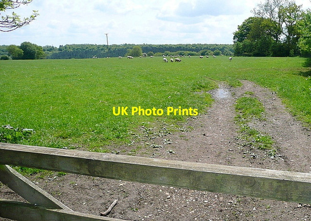 Photo 6"x4" Path away from Southend Southend\/SU7589 c2013