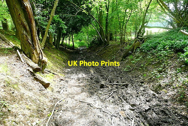 Photo 6"x4" Footpath through Great Wood Fawley\/SU7586 c2013