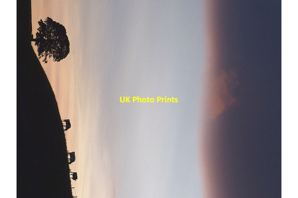 Photo 6"x4" Cows and a tree at dusk near Gressingham Gressingham c2013