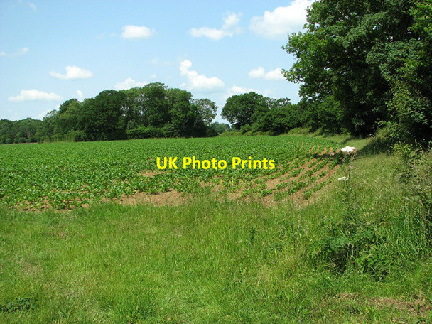 Photo 6"x4" Sugar beet crop by Keepers Lane, Marlesford Little Glemham c2013