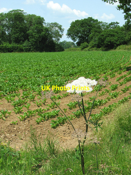 Photo 6"x4" Field beside Keepers Lane, Marlesford Little Glemham c2013