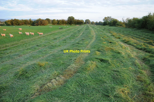 Photo 6"x4" Haymaking on the banks of the Severn Elmore c2013