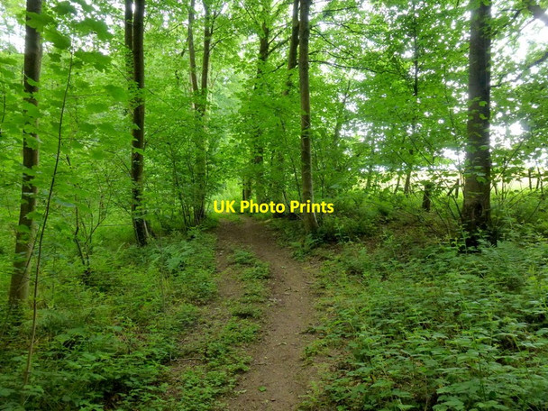 Photo 6"x4" Path in Lower Dodmoor Wood Chapel Hill\/SO6102 c2013