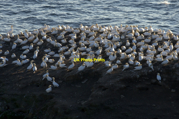 Photo 6"x4" Gannets (Morus bassanus) on Clingera Stack, Hermaness Clingra Stack c2013