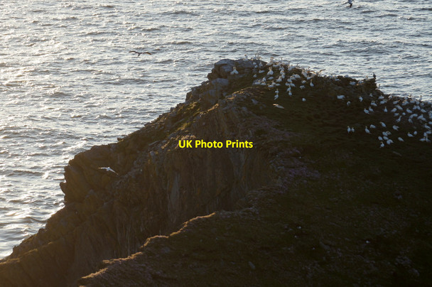 Photo 6"x4" Gannets (Morus bassanus) on the Greing, Hermaness Grein c2013