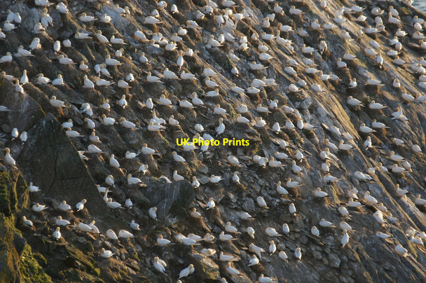 Photo 6"x4" Gannets (Morus bassanus) on Humla Stack, Hermaness Clingra Stack c2013 P1