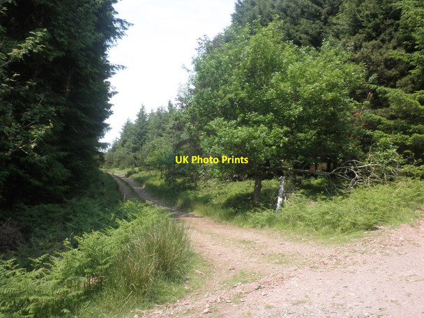 Photo 6"x4" Track to Bat's Castle Churchtown\/SS9738 c2013