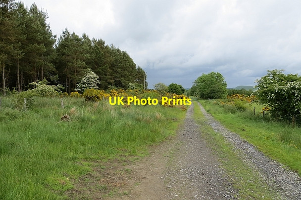 Photo 6"x4" Drove road, Hassendean Common Horsleyhill c2013