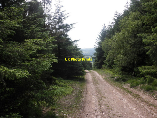 Photo 6"x4" Forest track on Croydon Hill Cowbridge\/SS9542 c2013
