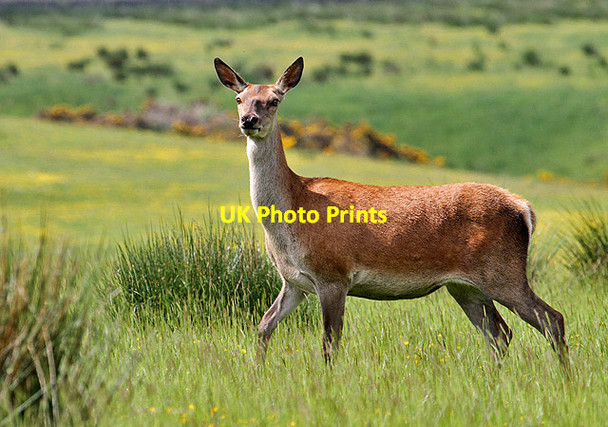 Photo 6"x4" A red deer at Jedburgh Deer and Farm Park Camptown c2013