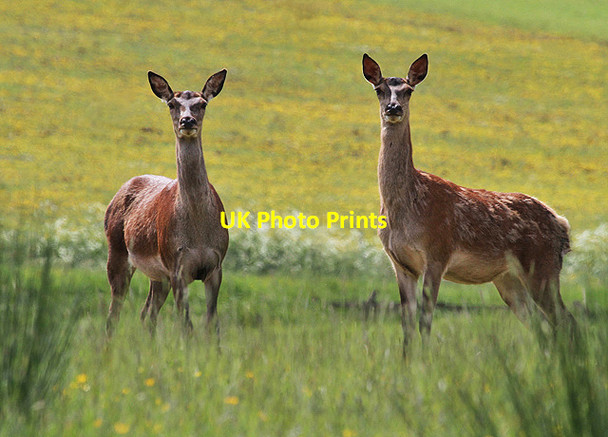 Photo 6"x4" Red deer at Jedburgh Deer and Farm Park Camptown c2013