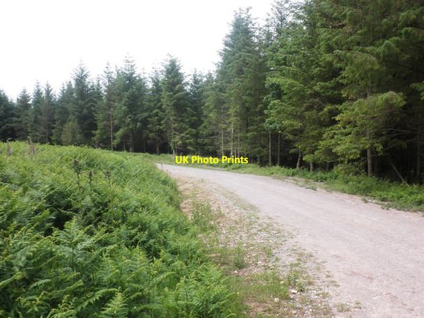 Photo 6"x4" Track to Timberscombe Common Cowbridge\/SS9542 c2013