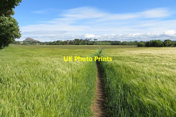 Photo 6"x4" John Muir Way, Yellow Craig Dirleton\/NT5183 c2013