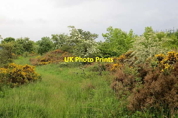 Photo 6"x4" Track, Muirfield Horsleyhill c2013