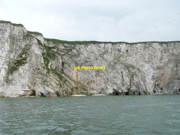 Photo 6"x4" Dipping and folded strata, Scale Nab, Bempton Cliffs Bempton c2013