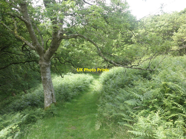 Photo 6"x4" Path leading down to the East Lyn Valley Lynton c2013