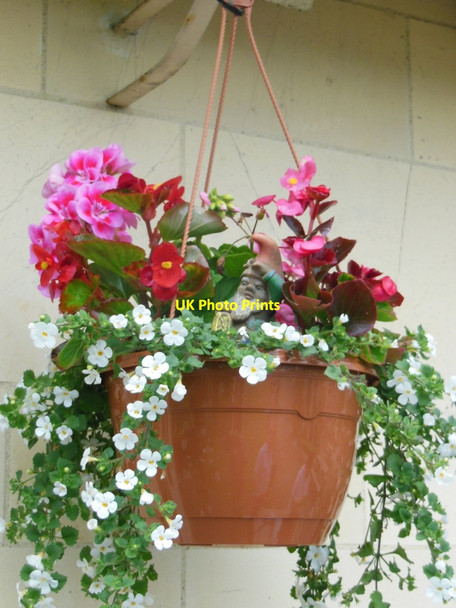 Photo 6"x4" A hanging basket at the Golden Jubilee, Yarn Yarm c2013