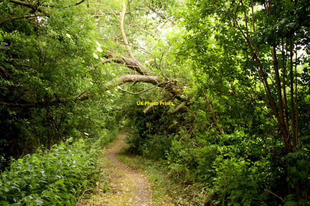 Photo 6"x4" Tree over Common Lane Didcot c2013