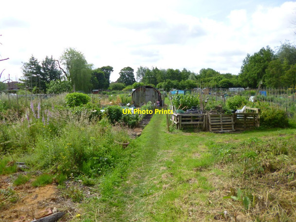 Photo 6"x4" Whitchurch, allotments Lynch Hill\/SU4648 c2013