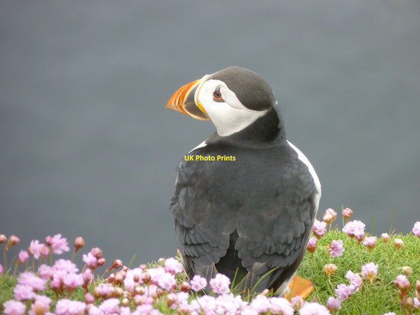 Photo 6"x4" Puffin in the sea pinks on Sumburgh Head Grutness c2013